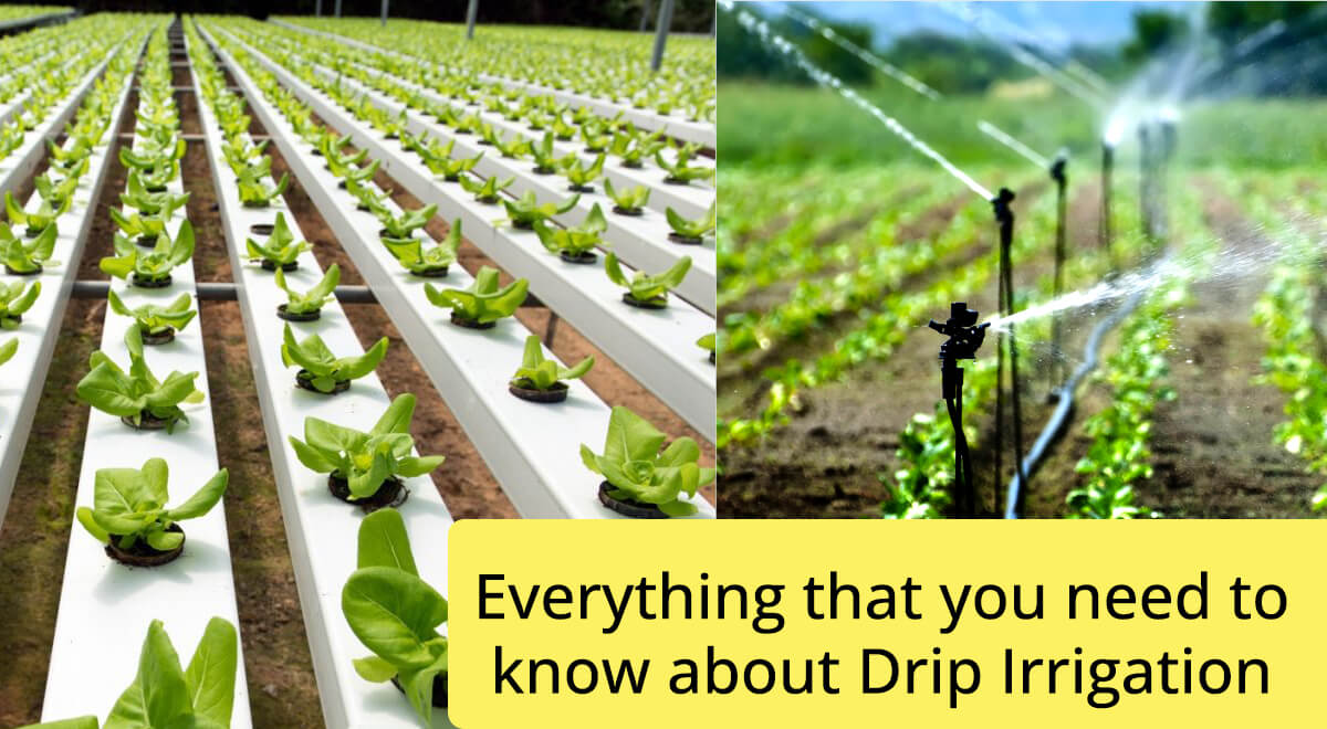 Everything that you need to know about Drip Irrigation 